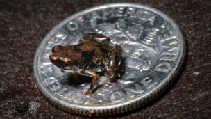 Hello little froggy