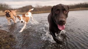 The games animals play