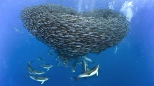 Dolphins hunting mackerel (Copyright: SPL)
