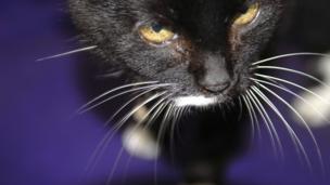 Sinister cat