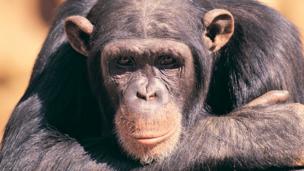Do animals have imagination?