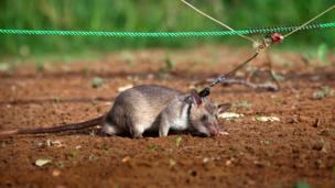 HeroRat (Copyright: Jonathan Kalan)