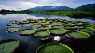 The eight part of the Power of Nature series on BBC Future