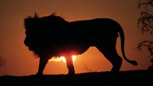 Young inventor’s flash idea to scare off lions