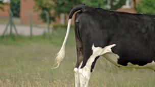 The accidental role of cow dung in history