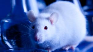 Will we ever… eliminate animal experimentation?