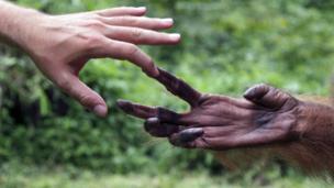 Human touching ape's hand (Copyright: SPL)