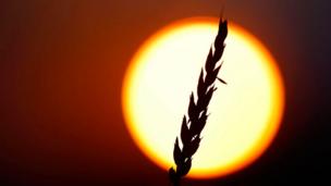 Hacking crops to halt food crisis
