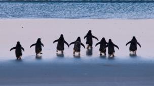 How do birds actually navigate?