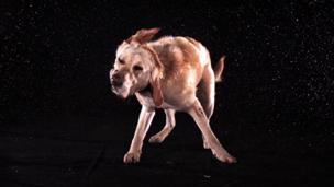 Why wet dogs are a Mars rover’s best friend