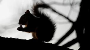 The man who believed he had a squirrel in his head