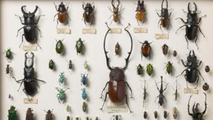 Beetles collected by the naturalist Alfred Russel Wallace (Science Photo Library)