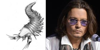Pirate of the Cambrian