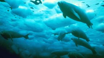The seventh in the BBC Earth Power of Nature series on BBC Future.