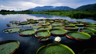 The eight part of the Power of Nature series on BBC Future
