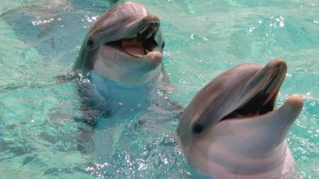 Dolphins chatting