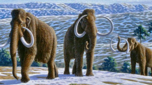 Woolly mammoth