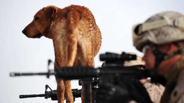 Dog with Marines in Afghanistan (Copyright: Getty Images)