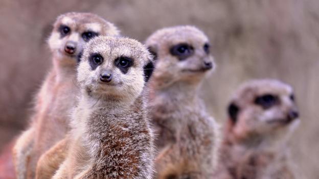 Pay attention… time for lessons in life at animal school
