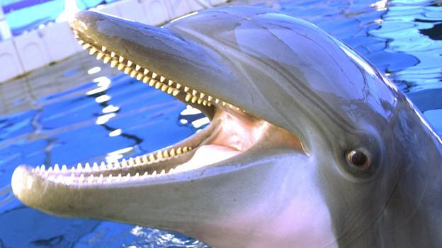 Dolphin (Copyright: US Navy)
