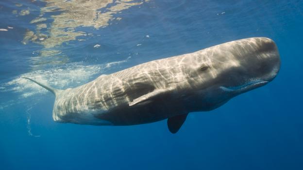 Recreating the sweet smell of whale poo