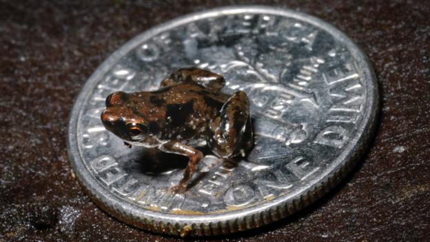 Hello little froggy