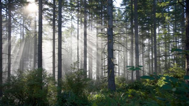 The hidden patterns in nature