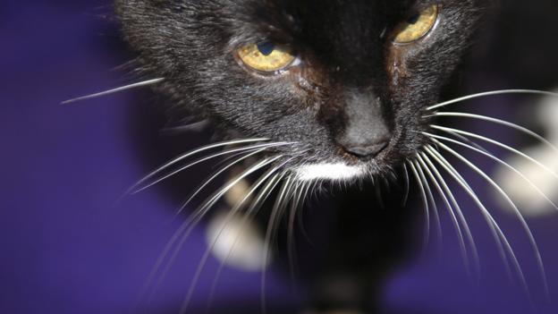 Sinister cat