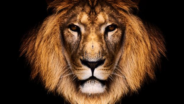 The emotional lives of animals