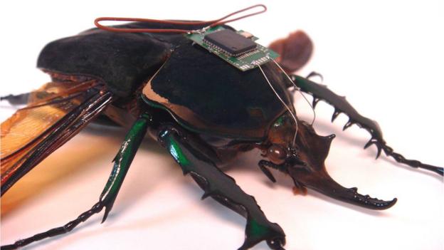 Robo-roach