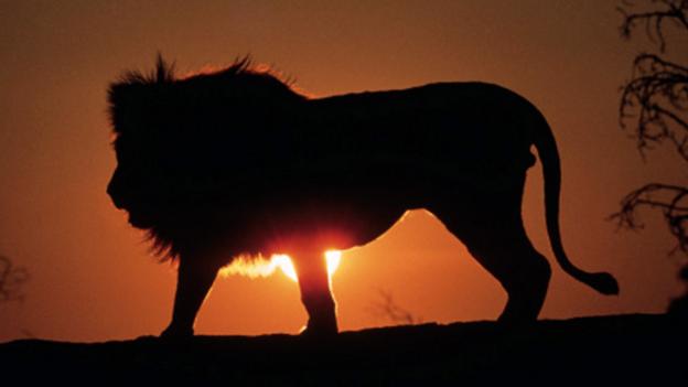 Young inventor’s flash idea to scare off lions