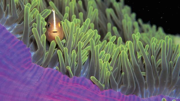 The ninth part of the BBC Future series Power of Nature