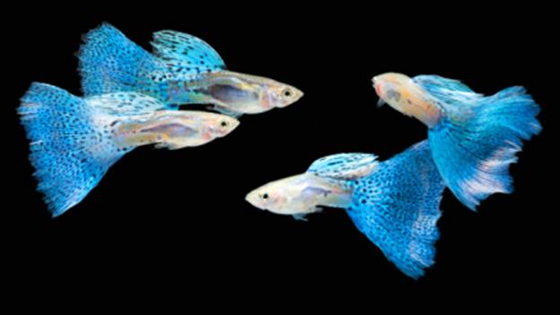 How to teach a fish to count