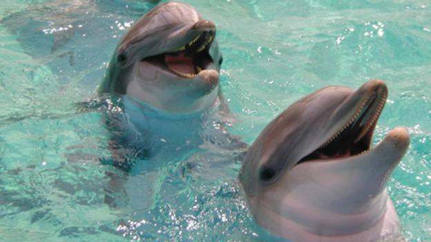 Dolphins chatting