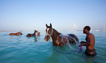 Cleaning racehorses in barbados 