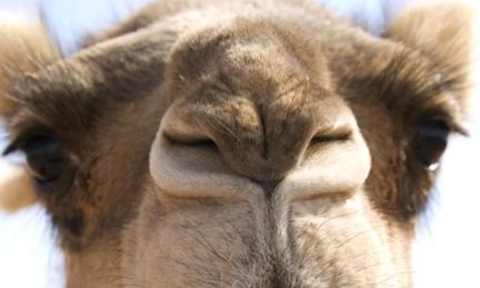 Camel