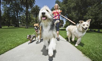 Dogs