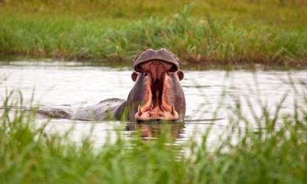 Hippo 