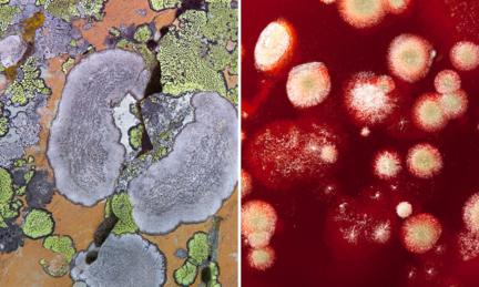 close up of fungus and mould 