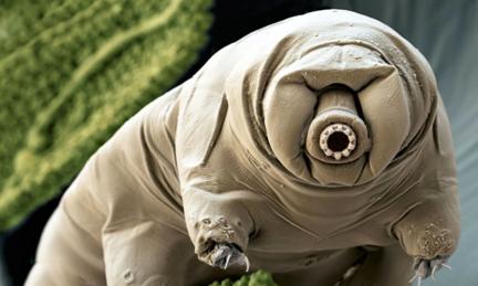Tardigrades