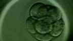 embryo under microscope