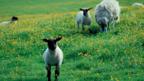 Sheep