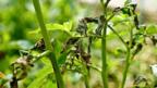 Potato blight