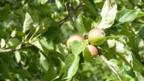 Apples (Image: BBC)