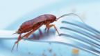 Cockroach on a fork (c) SPL