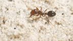 A red fire ant crawls across sand