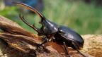 A Hercules beetle (Dynastes hercules) (Credit: Jouan & Rius/naturepl.com)