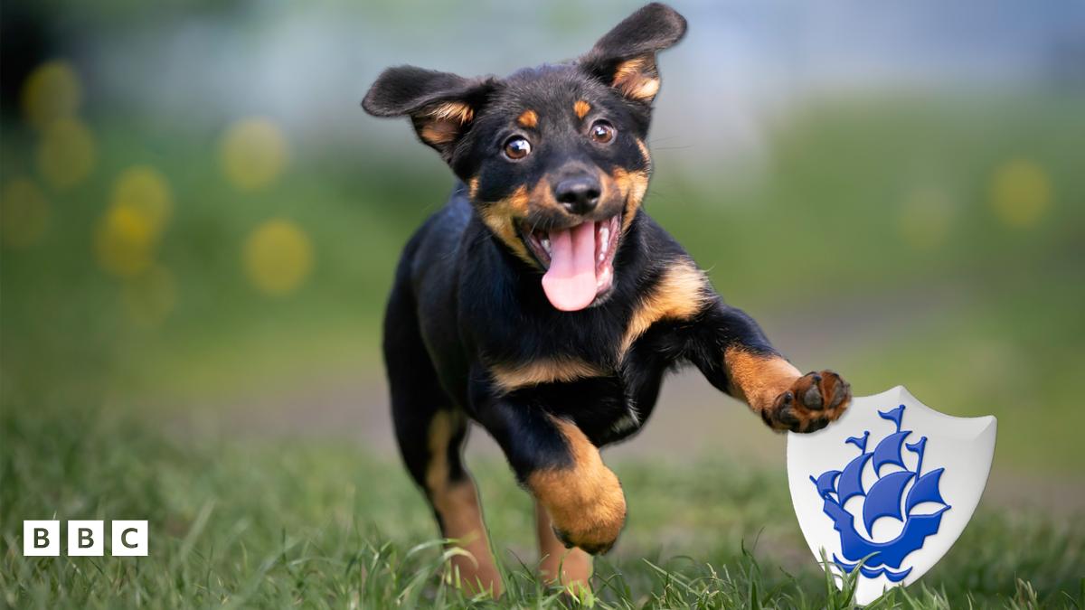 Can you guess the baby pet? - BBC