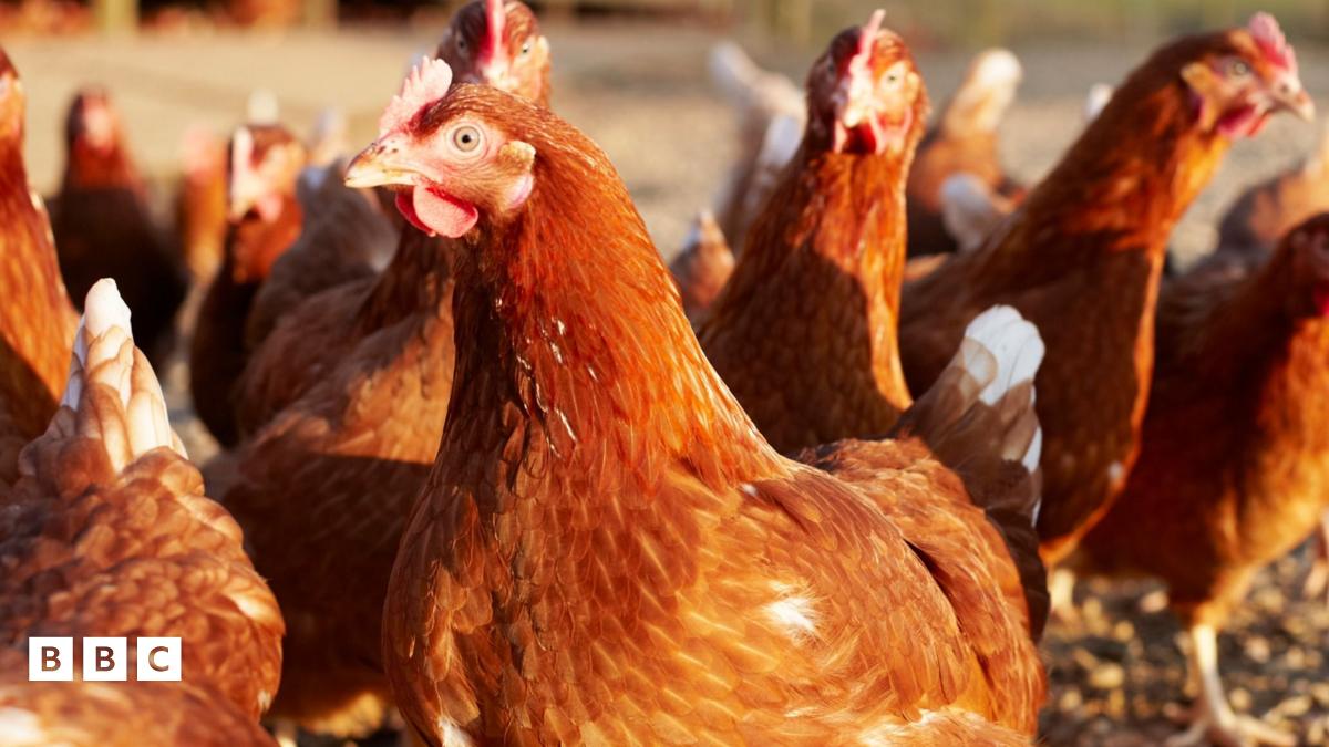 Pryder am ddefnydd cyw iâr o dramor mewn prydau bwyd ysgol