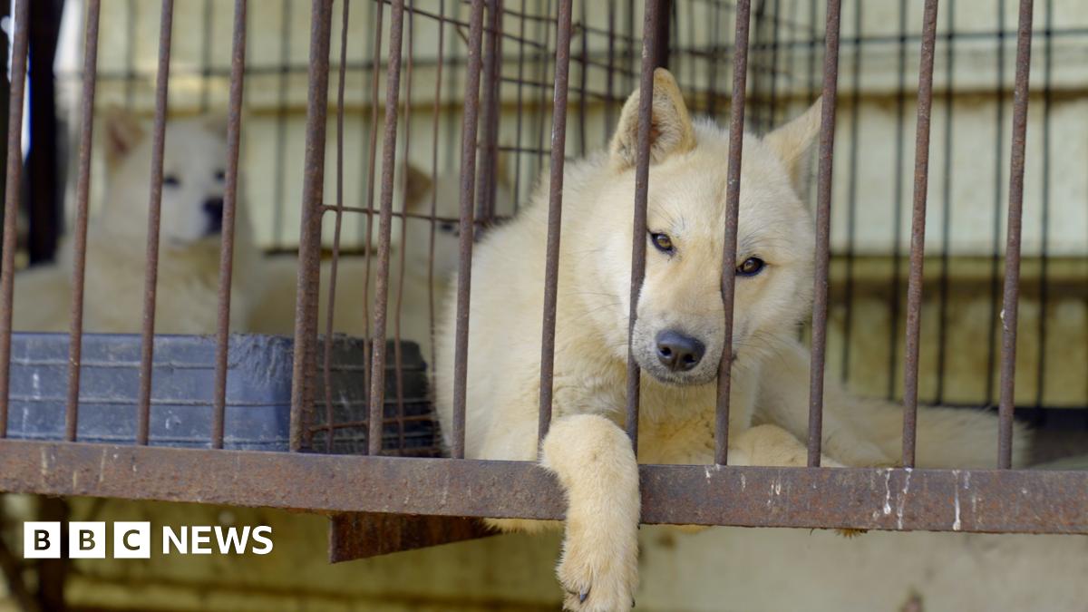 South Korea banned dog meat. So what happens to the dogs?